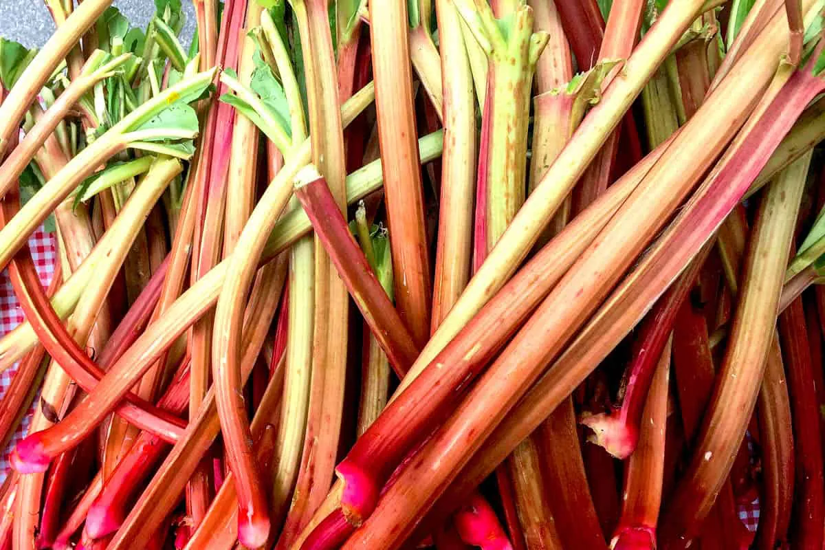 Overhead image of many stalks of rhubarb on a checked surface.