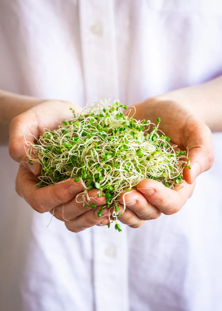 Woman's hands holding a cluster of fresh sprouts, showing how to grow alfalfa sprouts at home.