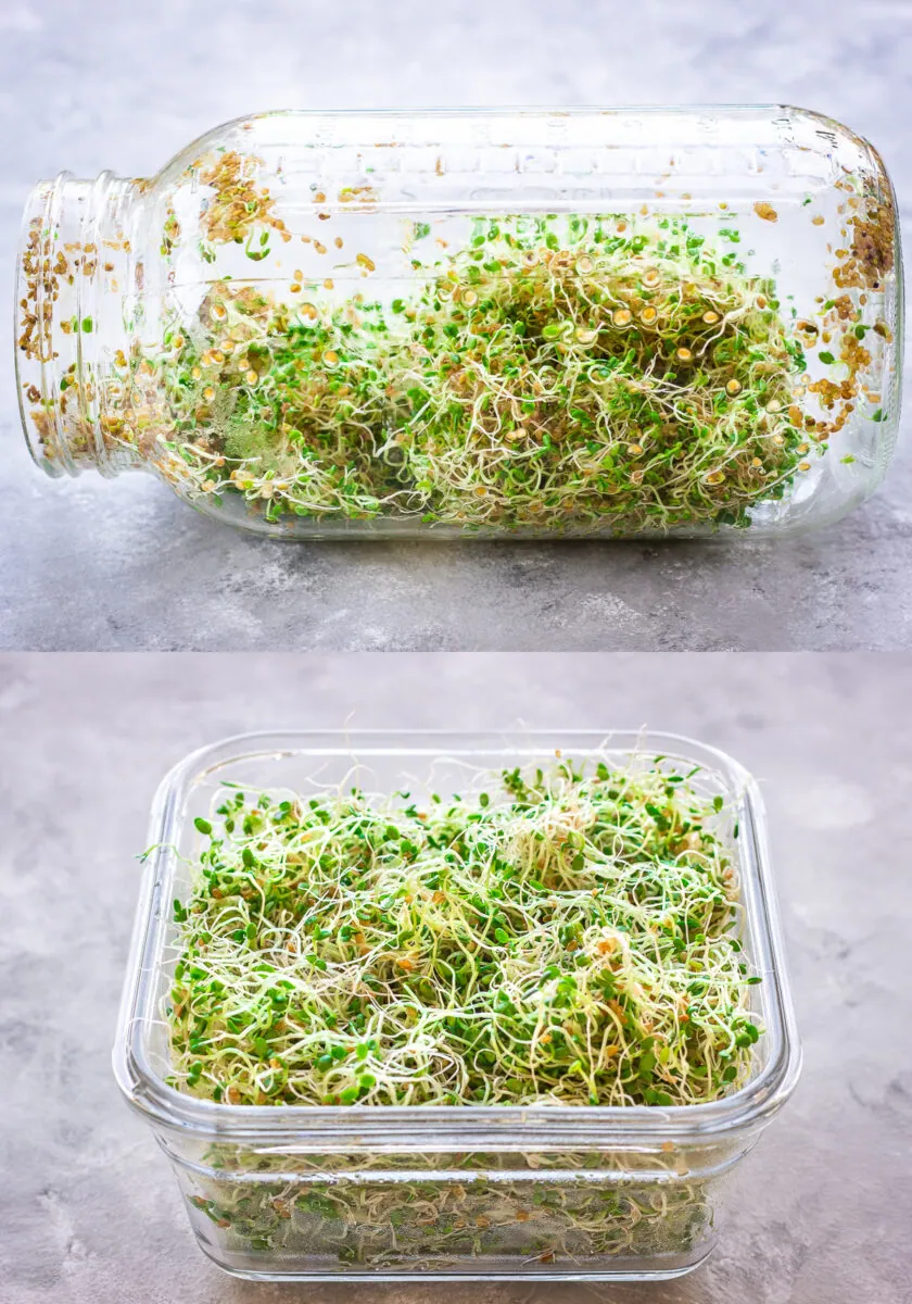 Upper image shows a mason jar on its side filled with growing alfalfa sprouts, lower image shows a square food storage container filled with alfalfa sprouts.